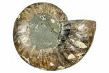 Cut & Polished Ammonite Fossil (Half) - Deep Crystal Pockets #344430-1